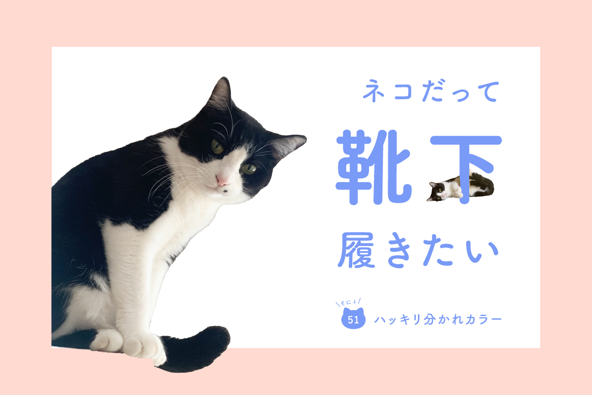 ネコだって靴下履きたい