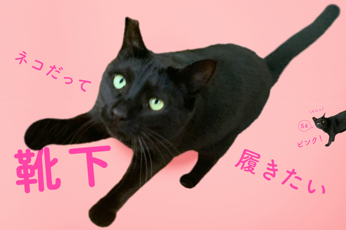 ネコだって靴下履きたい