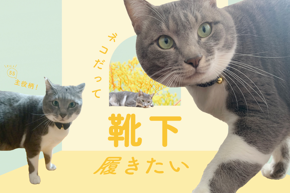 ネコだって靴下履きたい